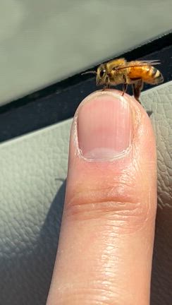 3月8日みつばちの日の記事動画