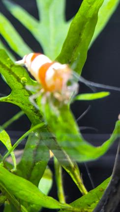 クリスマスイブの夜にの記事動画