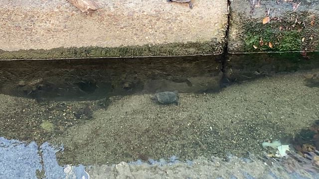亀天国の記事動画