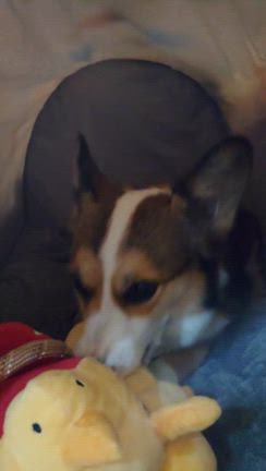 ムギ９歳になるの記事動画