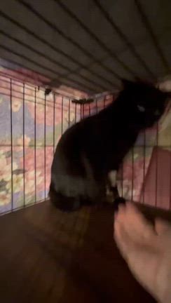 十二（とに〜）7・進歩‼️そして、カクマも…の記事動画