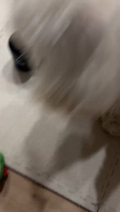 韓国行きたいの記事動画