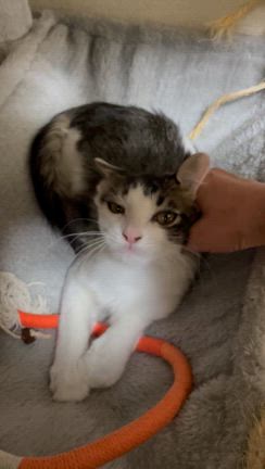 10月6日　犬と猫の合同譲渡会　参加猫ちゃんご紹介の記事動画