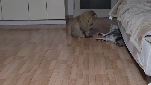 揉め事の記事動画