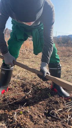 ♦️里芋収穫♦️の記事動画