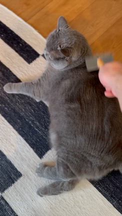 ネコ先輩ありがとう！の記事動画