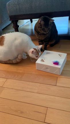 年内まではの記事動画