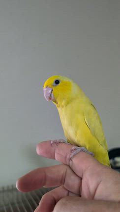 動画一覧｜バードショップ lovebirdとちぎ