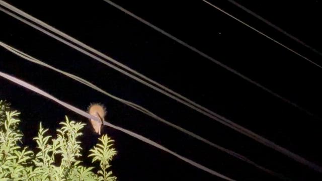 奄美大島② アマミノクロウサギナイトツアーの記事動画