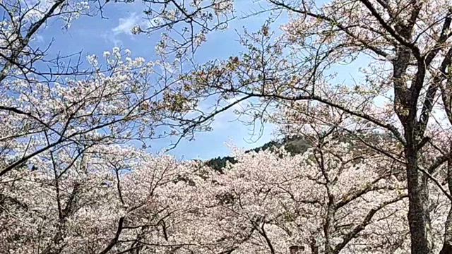 きいてよミルチョ…お花見したよの記事動画