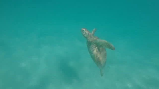 2025 夏休み②沖縄与論島5日目①カメガミエールの記事動画