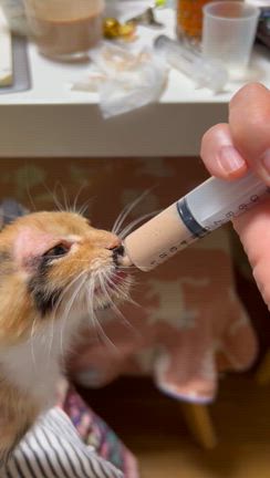 昨年の続き　不調の子が出てきた！の記事動画