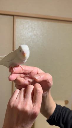 絶賛発売中です✨とお里帰り続々で嬉しいの巻。の記事動画