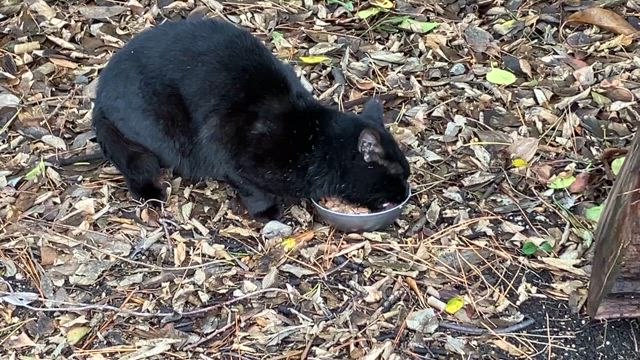 黒ちゃんきたぁー（╹◡╹）の記事動画