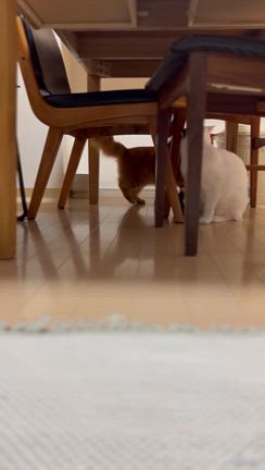 セリアのネズミの記事動画