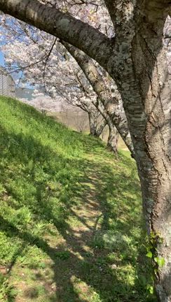 さくらのトンネルの記事動画