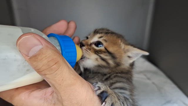 保護猫との再会の記事動画