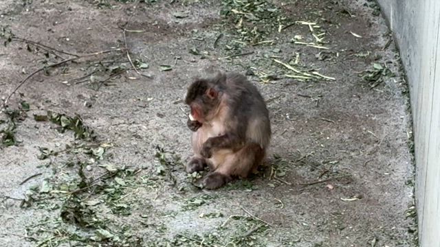 ニホンザル飼育日誌（R7.6.19）の記事動画