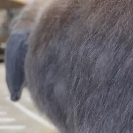 ニット帽みたいなオチりと探すオチりの記事動画