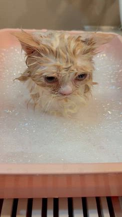 あと少し、頑張れの記事動画