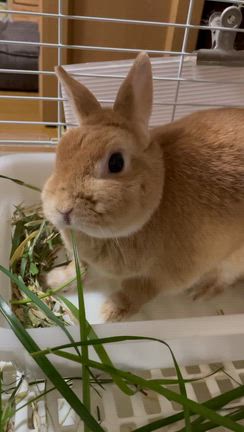 おいしいねの記事動画