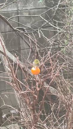 メジロがみかんを食べにきますの記事動画