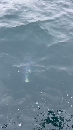 10月31日第十七マダイ＆トラフグ狙い　マダイ10枚トラフグ6キロデマシタ！＼(^^)／の記事動画