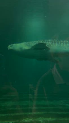 猛暑だけど楽しかった高知旅パート②の記事動画