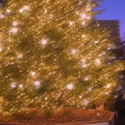 2024/12/01の記事動画