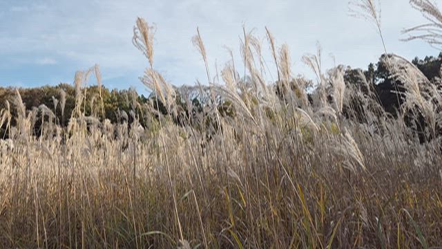 秋色に染まる南会津への記事動画