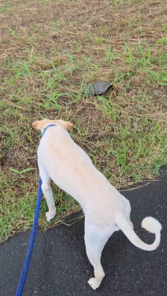 散歩で遭遇の記事動画