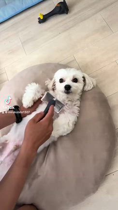 うぎゃーΣ(　 Д )ﻌﻌﻌﻌ⊙ ⊙の記事動画