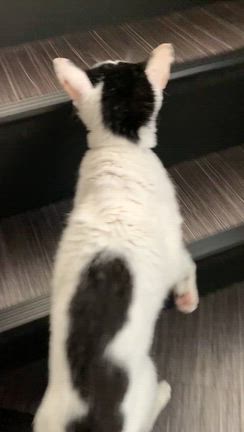 元野良の強さ。腎不全の数値の記事動画