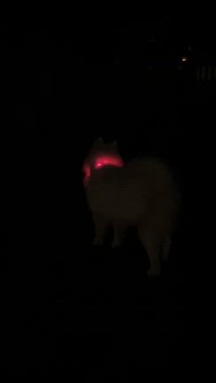 サボ8歳の記事動画