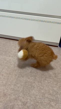 りんぐお誕生日の記事動画