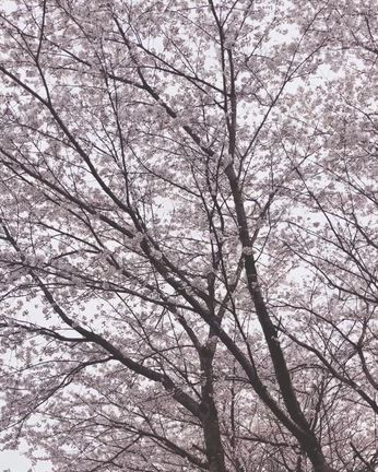 翌日もさくらんぽの記事動画