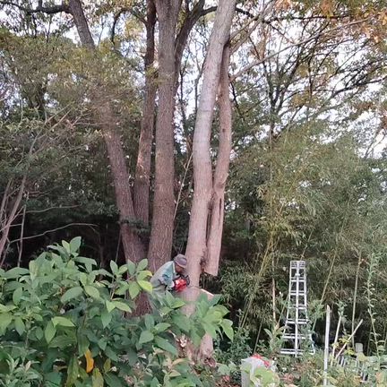 木の伐採の記事動画