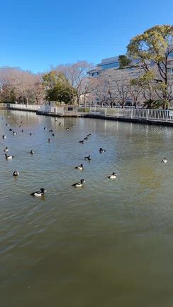 キンクロ祭り〜叔母の四十九日の記事動画