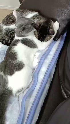 幸せ報告・うみ、ブル正式譲渡‼️の記事動画