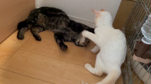 　会いに来て下さいねの記事動画