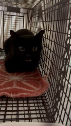 黒猫のロクちゃんの記事動画