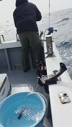 今日(3/2)乗合ライトヤリイカ便の記事動画