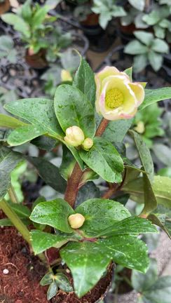 最新品種【IceN’roses氷の薔薇アイボリーブラッシュ】先行販売のお知らせの記事動画