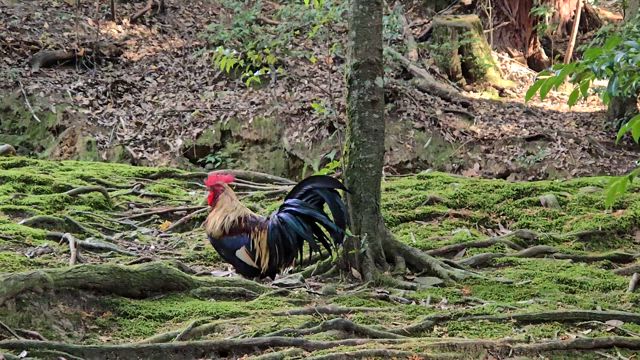 こども食堂の記事動画