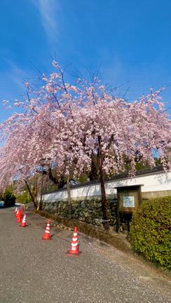 【明王寺のしだれ桜】樹齢約100年と約80年の枝垂れ桜❣️圧巻でした❣️徳島県名西郡神山町♪の記事動画