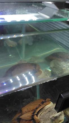 隙間から抜けちゃうんですの記事動画