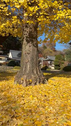 キラキラの紅葉と一緒にチビ達とのお散歩だよ٩(*˘ ³˘)۶の記事動画