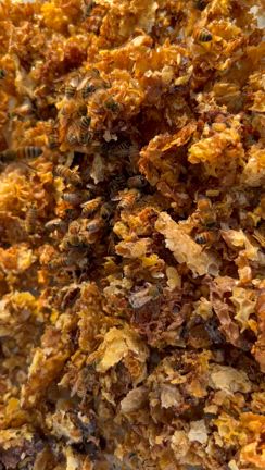 春の気配を感じつつ、情緒不安定になる蜂飼い！！の記事動画