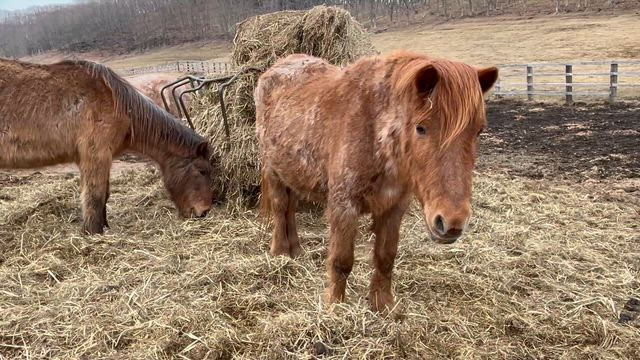 合わせて100歳の記事動画