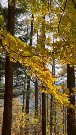 美しい日本の記事動画